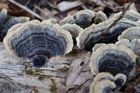 Image 5 of Adaptogenic Resiliency Extract (Double Extraction)