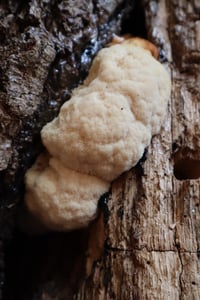 Image 6 of Adaptogenic Resiliency Extract (Double Extraction)