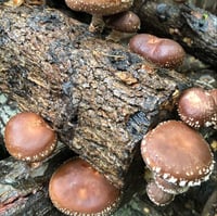 Image 2 of Adaptogenic Resiliency Extract (Double Extraction)