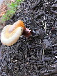 Image 7 of Adaptogenic Resiliency Extract (Double Extraction)