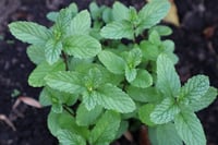 Image 4 of Aches to Ease Extract