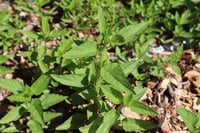 Image 5 of Aches to Ease Extract