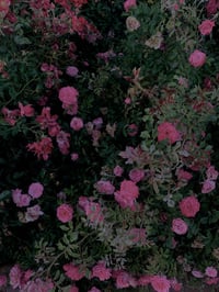 Image 3 of Lupercalia Perfume (Rose, Cacao, Lotus, Ylang Ylang)