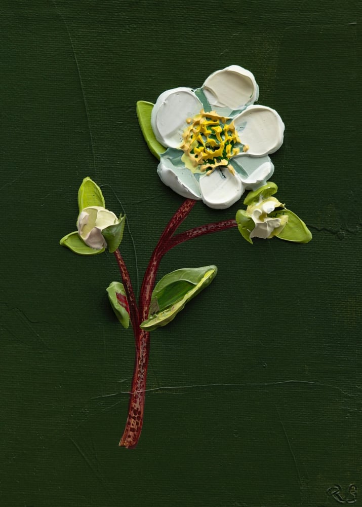 Image of Copy of Hellebore On Deep Green II Giclée Print