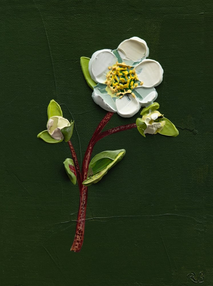 Image of Copy of Hellebore On Deep Green II Giclée Print