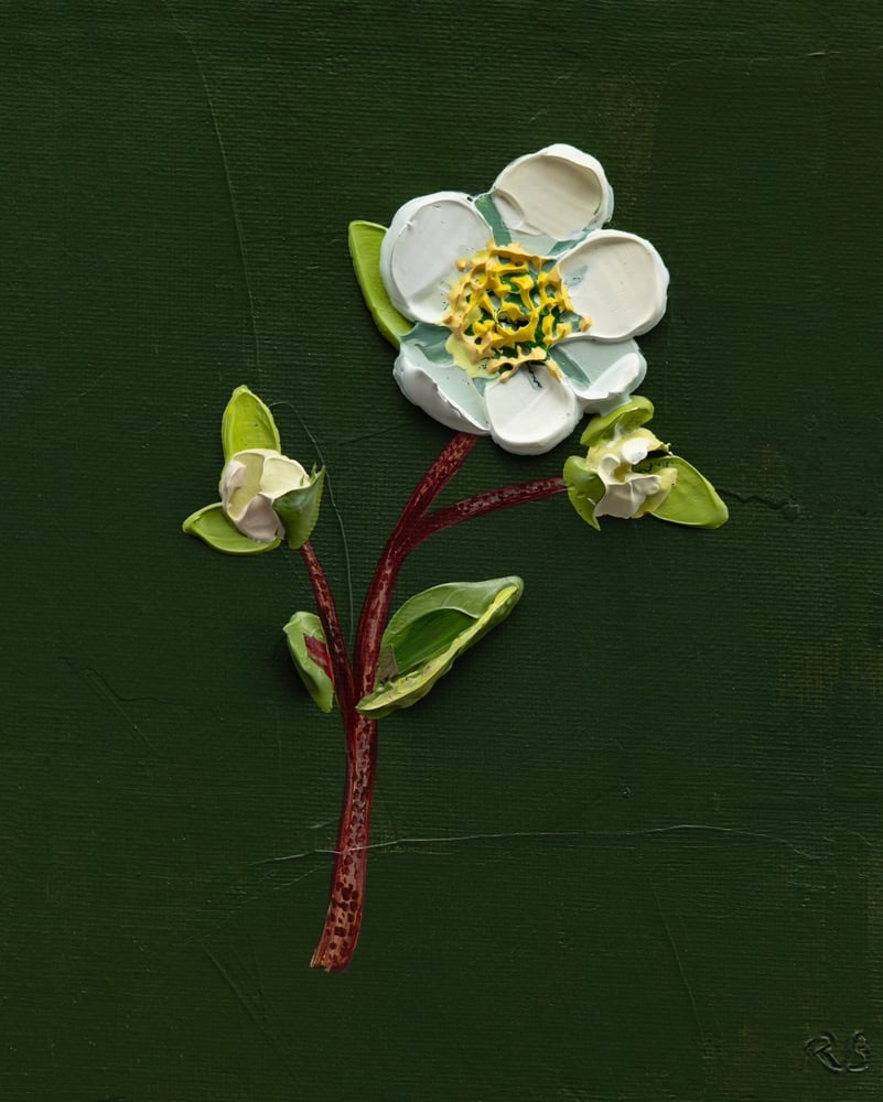 Image of Copy of Hellebore On Deep Green II Giclée Print