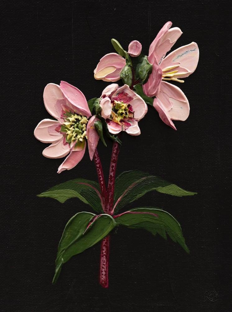 Image of Hellebore On Almost Black II Giclée Print