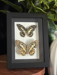 LIME BUTTERFLY DUO - black frame