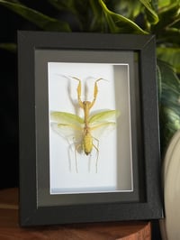 PRAYING MANTIS - black frame
