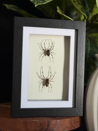NEPHILINGIS SPIDER DUO