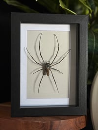 ORB WEAVER FRAME