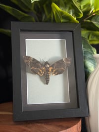 DEATH HEAD HAWK MOTH - black frame