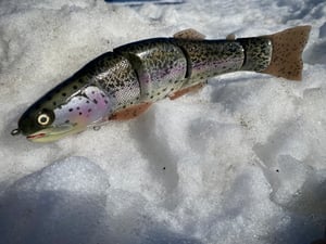 Image of 10.5” Cali Girl 4 Piece (Fillmore Trout)