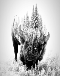 Image 2 of "White Buffalo" Framed Canvas Print 