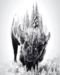 "White Buffalo" Fine Art Print 