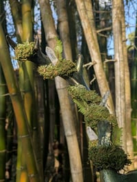 Image 3 of Forest Fairy Deer - Wall Decor