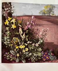 Image 5 of The Shell Guide to Flowers of The Countryside