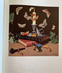 Image 3 of Shell Nature Studies Fossils Insects and Reptiles