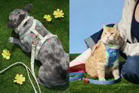 Image 2 of Arnés acolchado para perro o gato – Diseño Carita Feliz y Cherry