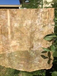 Image 1 of Wattle 💛