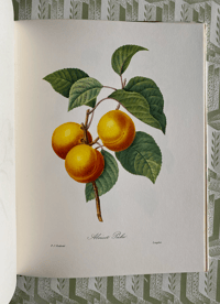 Image 4 of Redoute's Fruits and Flowers