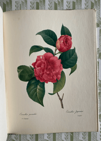 Image 7 of Redoute's Fruits and Flowers