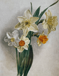 Image 3 of The Gardener's Album