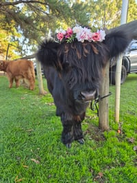 Image 2 of Sip, Paint and Pat  - 12/04/26