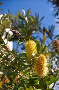 Image 1 of Banksia integrifolia - Coast Banksia