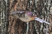 Image 3 of  Custom Airbrushed Combat Crankbait 3051