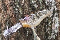 Image 7 of  Custom Airbrushed Combat Crankbait 3051