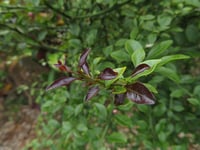 Image 4 of Citrus australasica – Finger Lime