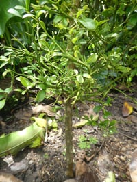 Image 5 of Citrus australasica – Finger Lime