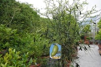 Image 6 of Citrus australasica – Finger Lime