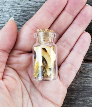 Image of Bobcat Bone and Gemstone Bottle