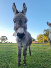 Image 1 of Sip, Paint & Pat Donkey addition!  TBA