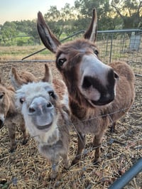 Image 2 of Sip, Paint & Pat Donkey addition!  TBA