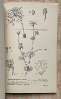 Image 2 of Drawings of British Plants Part I