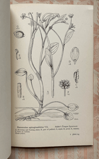 Image 3 of Drawings of British Plants Part I