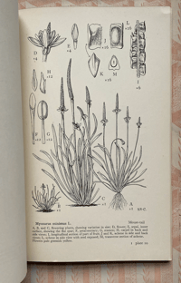Image 4 of Drawings of British Plants Part I