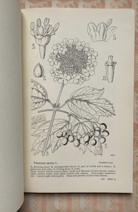 Image 4 of Drawings of British Plants Part XIV