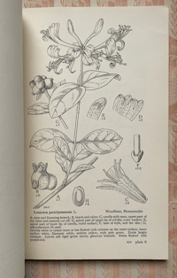 Image 2 of Drawings of British Plants Part XIV