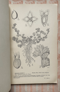 Image 4 of Drawings of British Plants Part IX