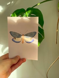 Image 4 of Butterfly card set 