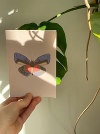 Image 5 of Butterfly card set 