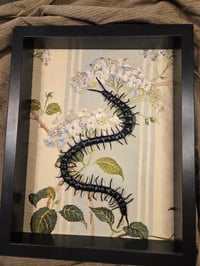 Image 2 of Centipede Shadowbox - Sculpted Specimen
