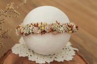 Newborn/Sitter Halo 265