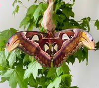 Atlas Moth (Attacus atlas) Cocoons