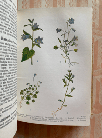 Image 7 of Wild Flowers of the Wayside and Woodland