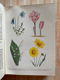 Image 2 of The Book of garden Flowers